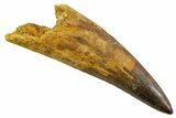 Real Spinosaurus Tooth - Enormous Dinosaur Tooth #380927-1